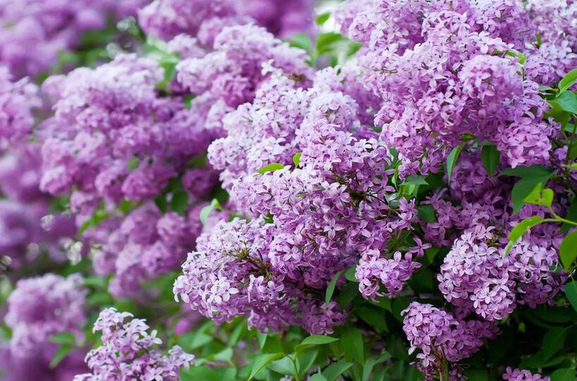 神奇!“花”也能活血调经抗衰老!让女人像花一样美丽!
