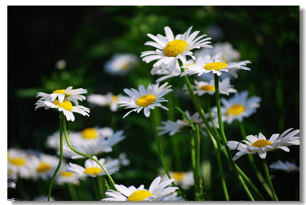 神奇!“花”也能活血调经抗衰老!让女人像花一样美丽!