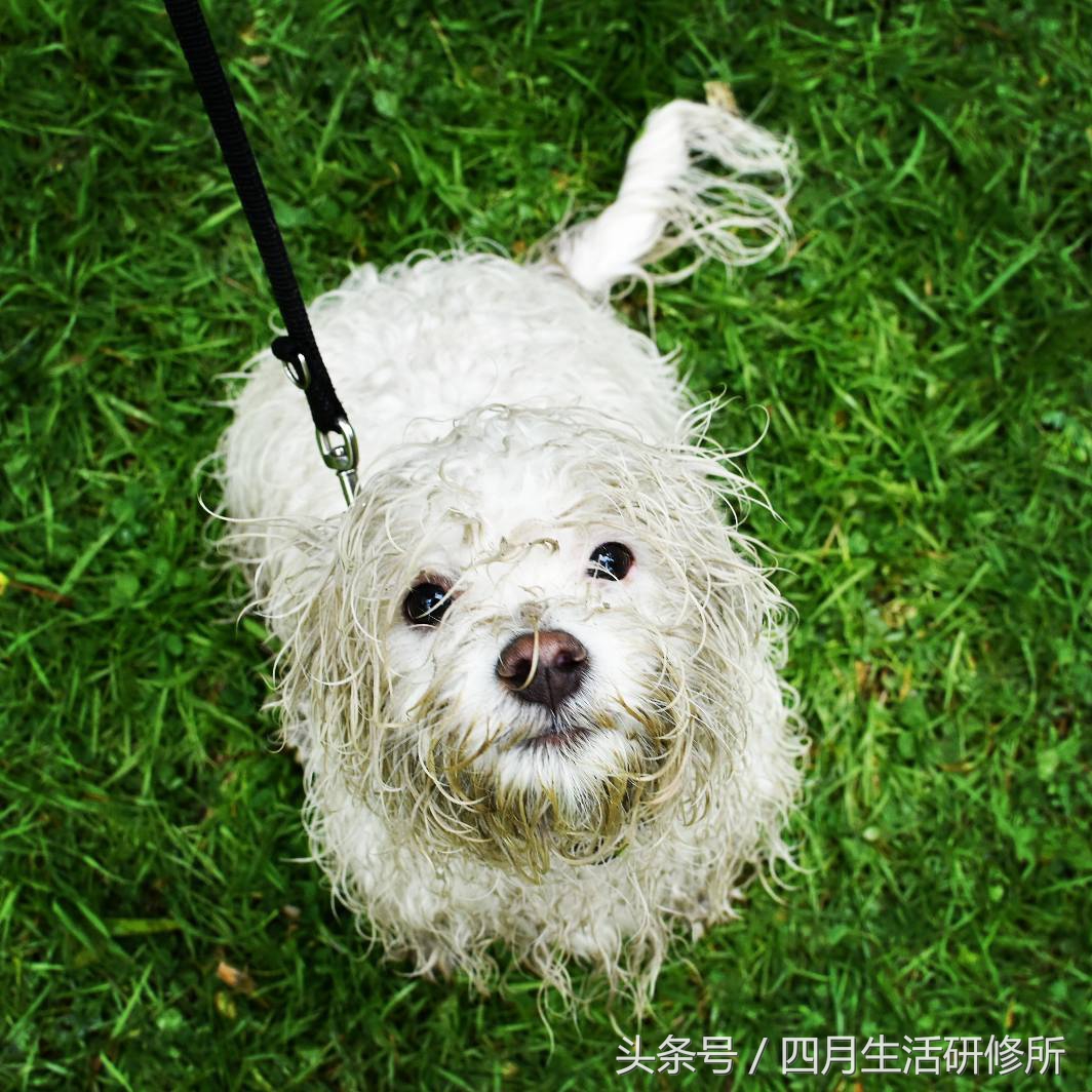 家有毛孩子|老司机说不买齐这些甭养狗