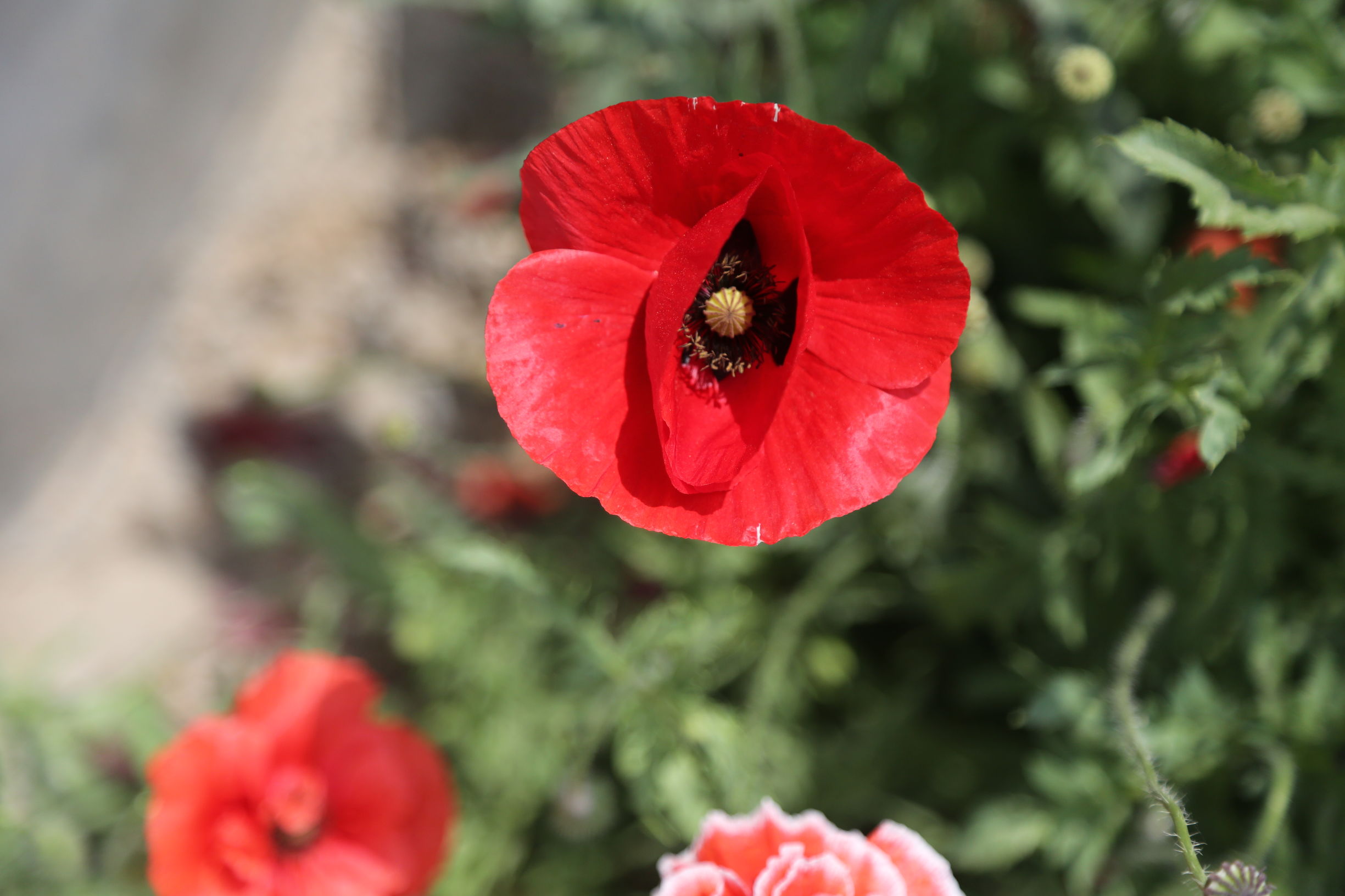 虞美人和罂粟花很像,粟花和虞美人的区别
