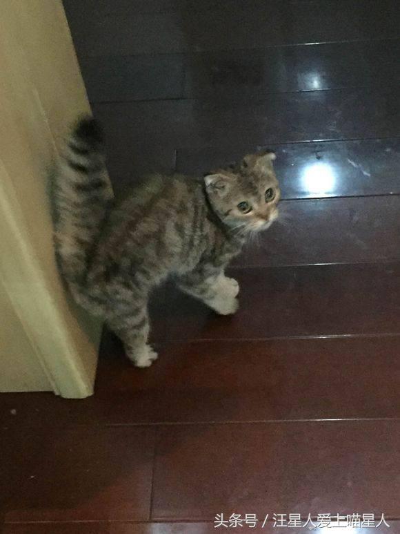 网友捡到奄奄一息流浪猫,网友捡的小松鼠