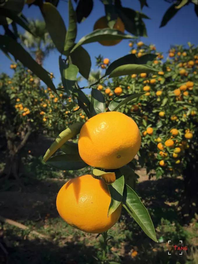 做一只治愈的猫,做一只快乐的柴犬