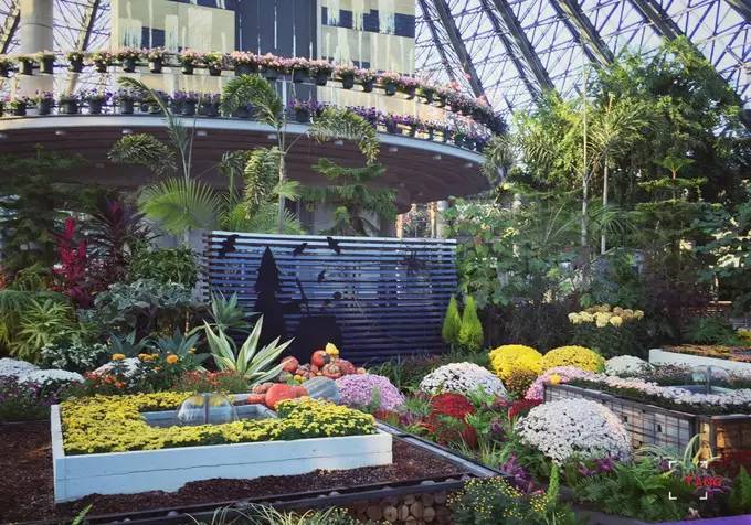 做一只治愈的猫,做一只快乐的柴犬