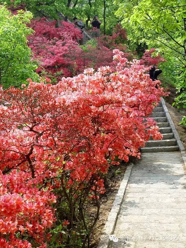 洛阳适合中学生好玩免费景点,洛阳各个景点的介绍