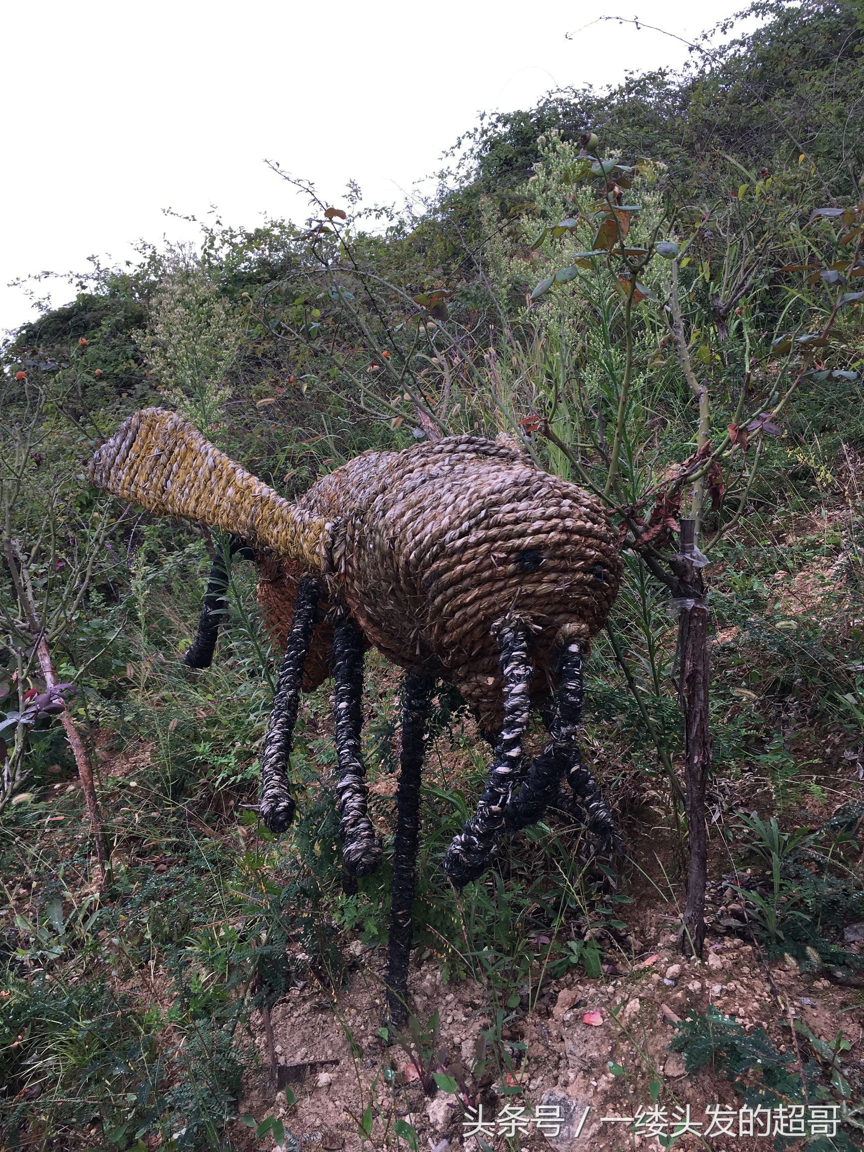 升仙村蜜橘,城固升仙村的橘子