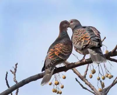 鸠歌湾，大北山怀里的“小江南”