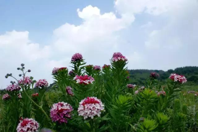 鸠歌湾，大北山怀里的“小江南”