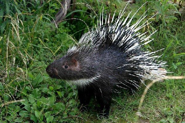 豪猪养殖骗局血本无归视频,福建豪猪养殖骗局曝光