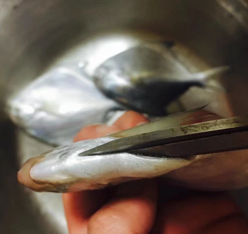 家常菜红烧鲳鱼简单入味,红烧鲳鱼的最佳吃法和做法