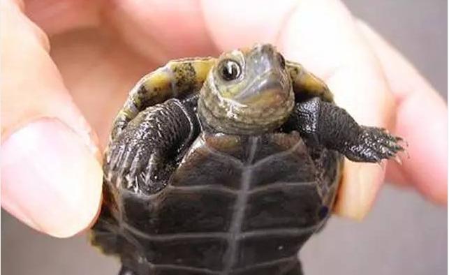 日本石龟和日本地龟,黄化日本石龟