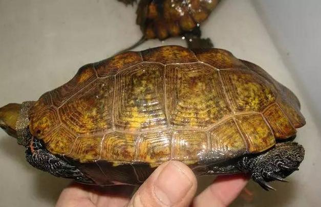 日本石龟和日本地龟,黄化日本石龟