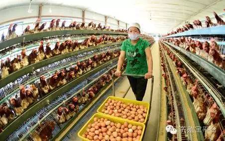 养鸡场标准化饲养管理表,对规模化养鸡场注意事项和建议