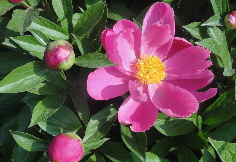 神奇!“花”也能活血调经抗衰老!让女人像花一样美丽!