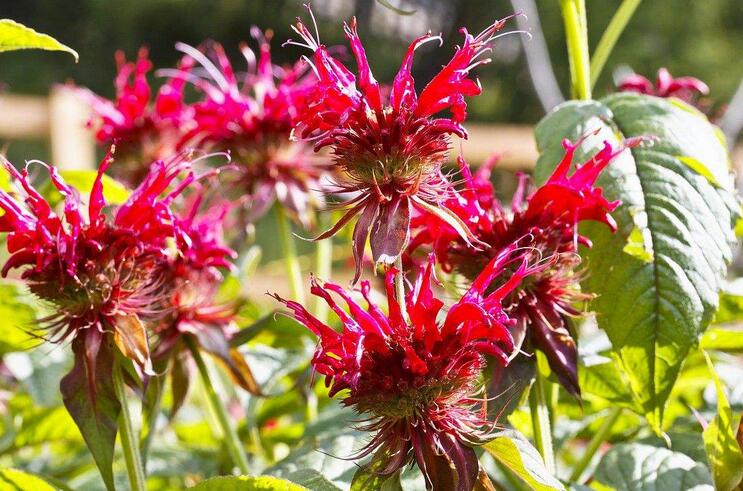 神奇!“花”也能活血调经抗衰老!让女人像花一样美丽!