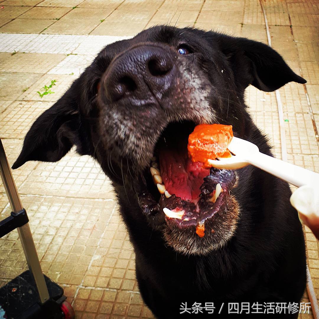 家有毛孩子|老司机说不买齐这些甭养狗