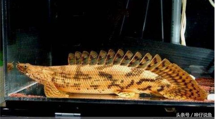 盘点鱼缸里罕见的七大怪兽，够胆你就养一条！