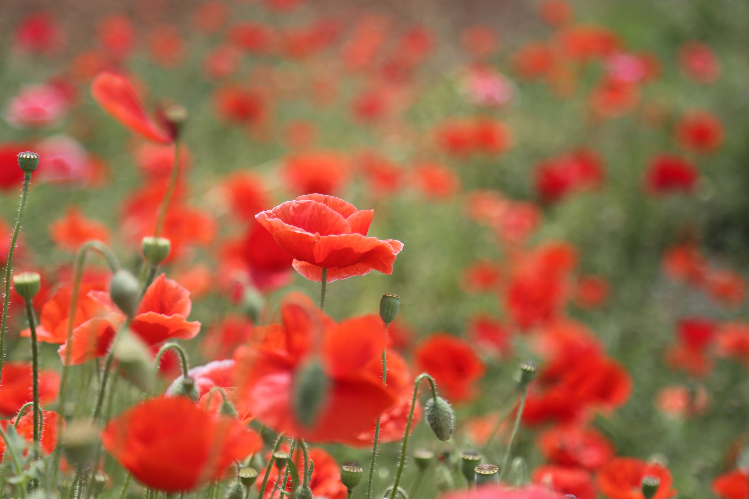 虞美人和罂粟花很像,粟花和虞美人的区别