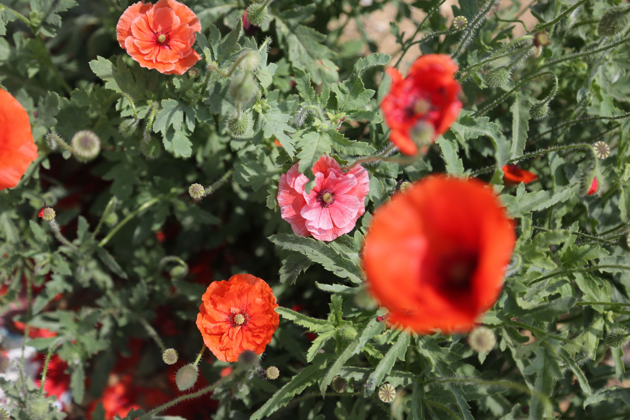 虞美人和罂粟花很像,粟花和虞美人的区别
