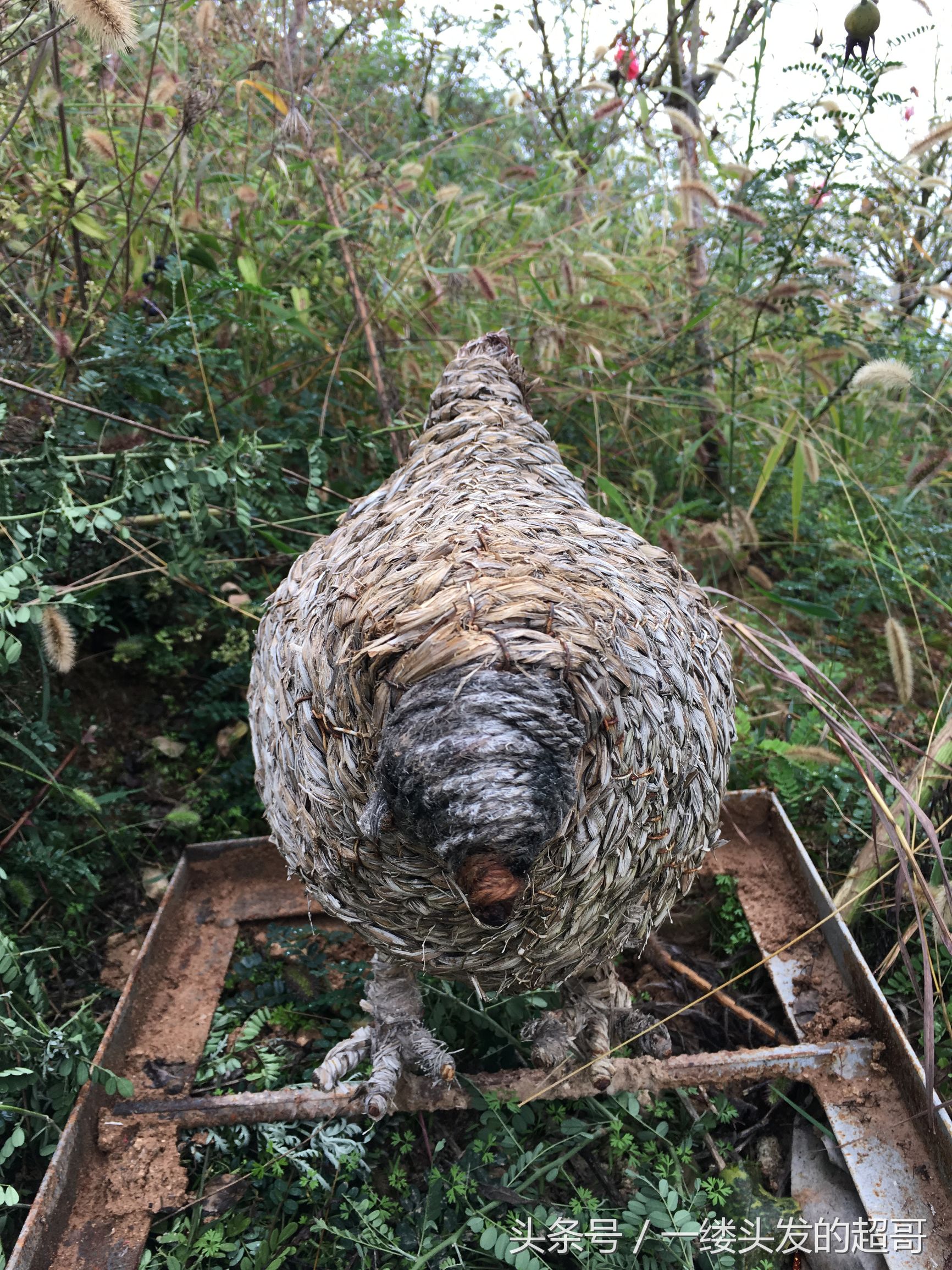 升仙村蜜橘,城固升仙村的橘子