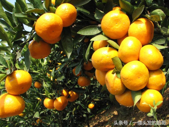 升仙村蜜橘,城固升仙村的橘子