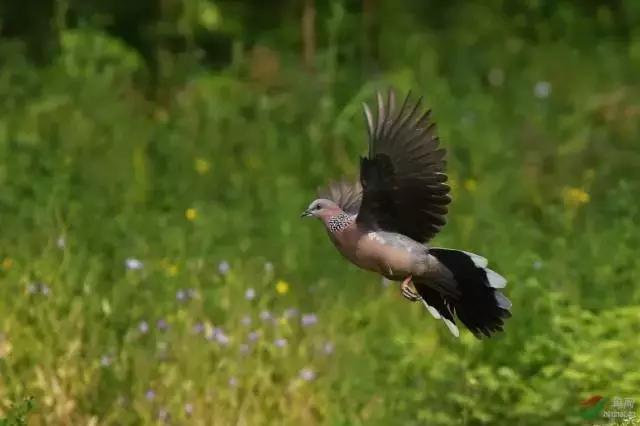 鸠歌湾，大北山怀里的“小江南”