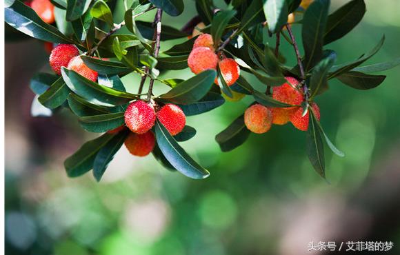 钙果是什么样子的水果,什么水果是钙果