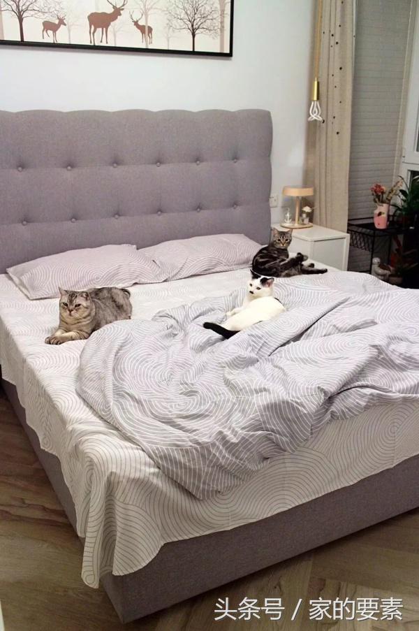 拒绝性冷淡,她把马卡龙色涂上了墙