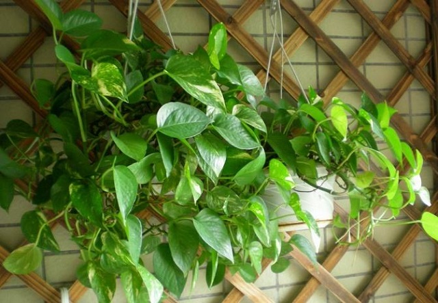 新房除甲醛和苯最快速方法冬天,别傻傻的开窗通风去甲醛