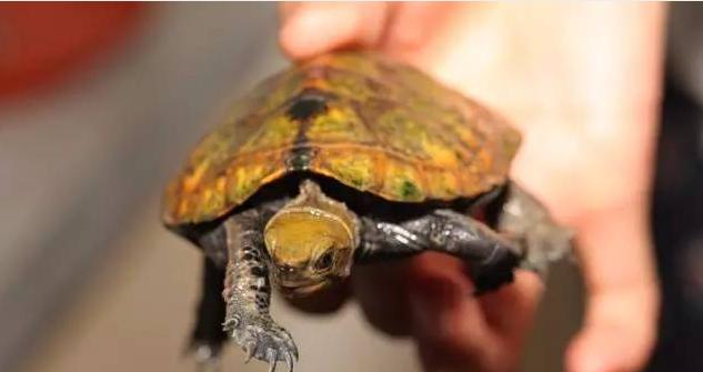 日本石龟和日本地龟,黄化日本石龟