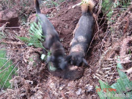 凉山犬出售直播,中华名猎犬