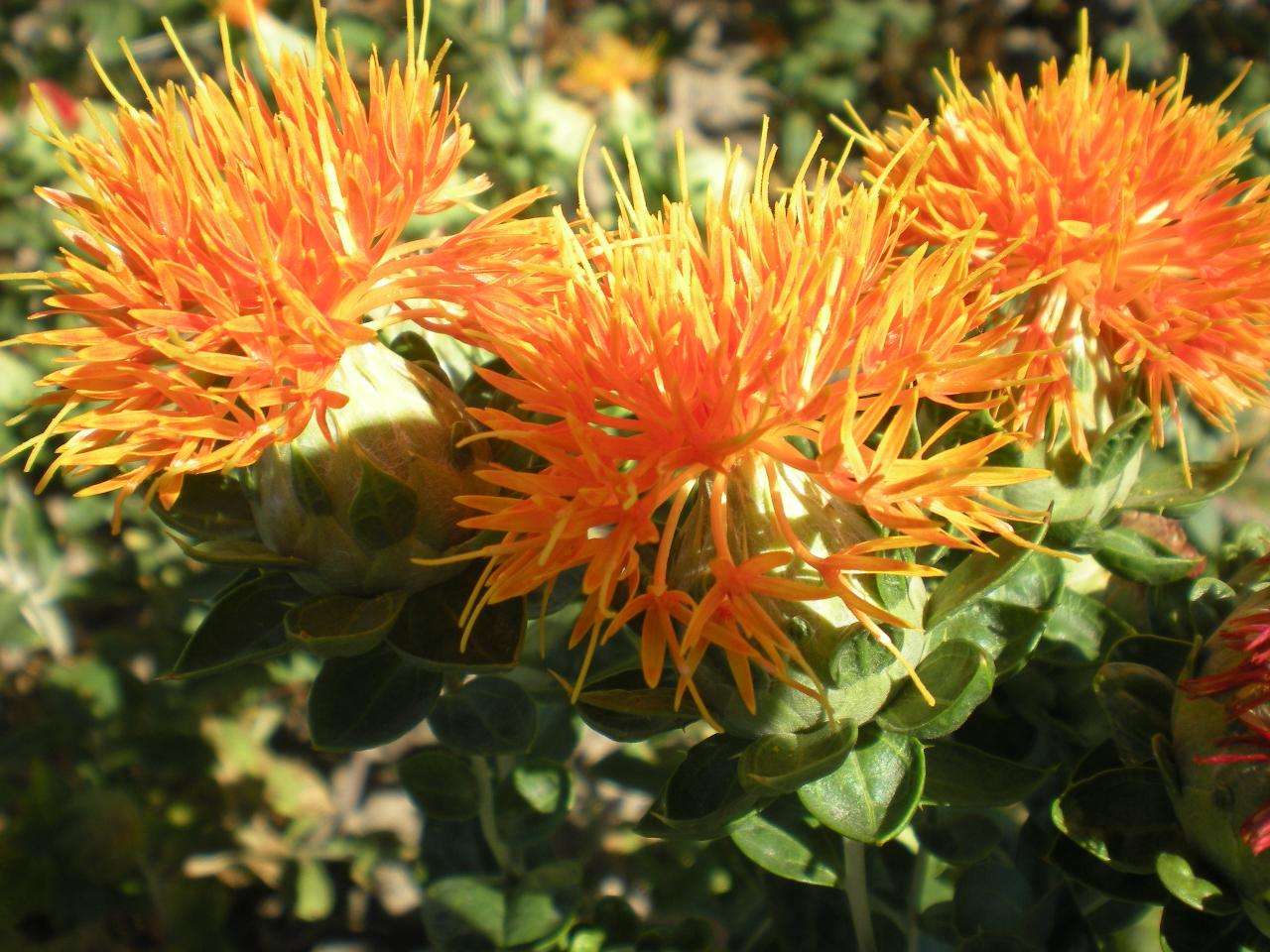 神奇!“花”也能活血调经抗衰老!让女人像花一样美丽!