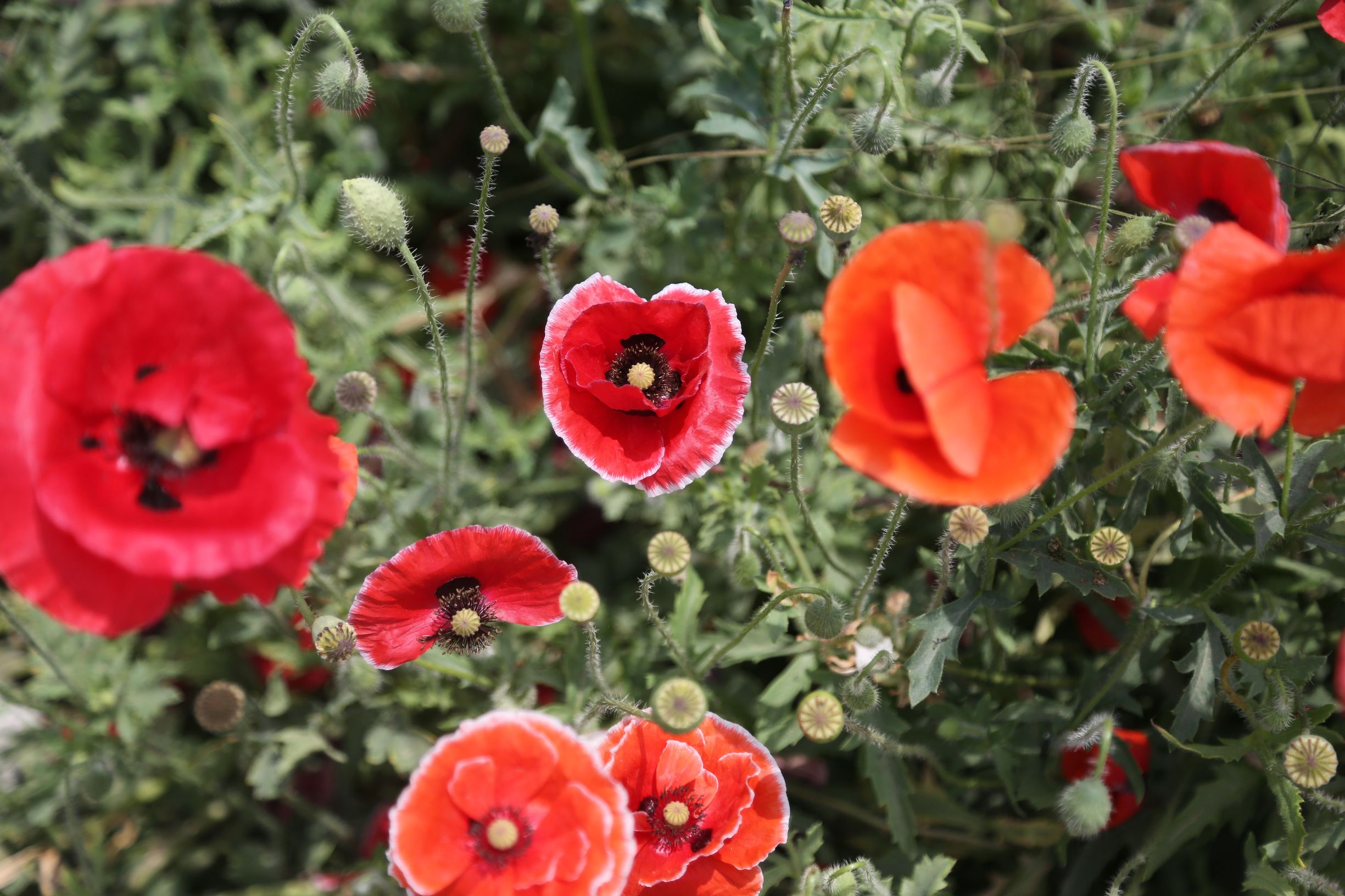 虞美人和罂粟花很像,粟花和虞美人的区别