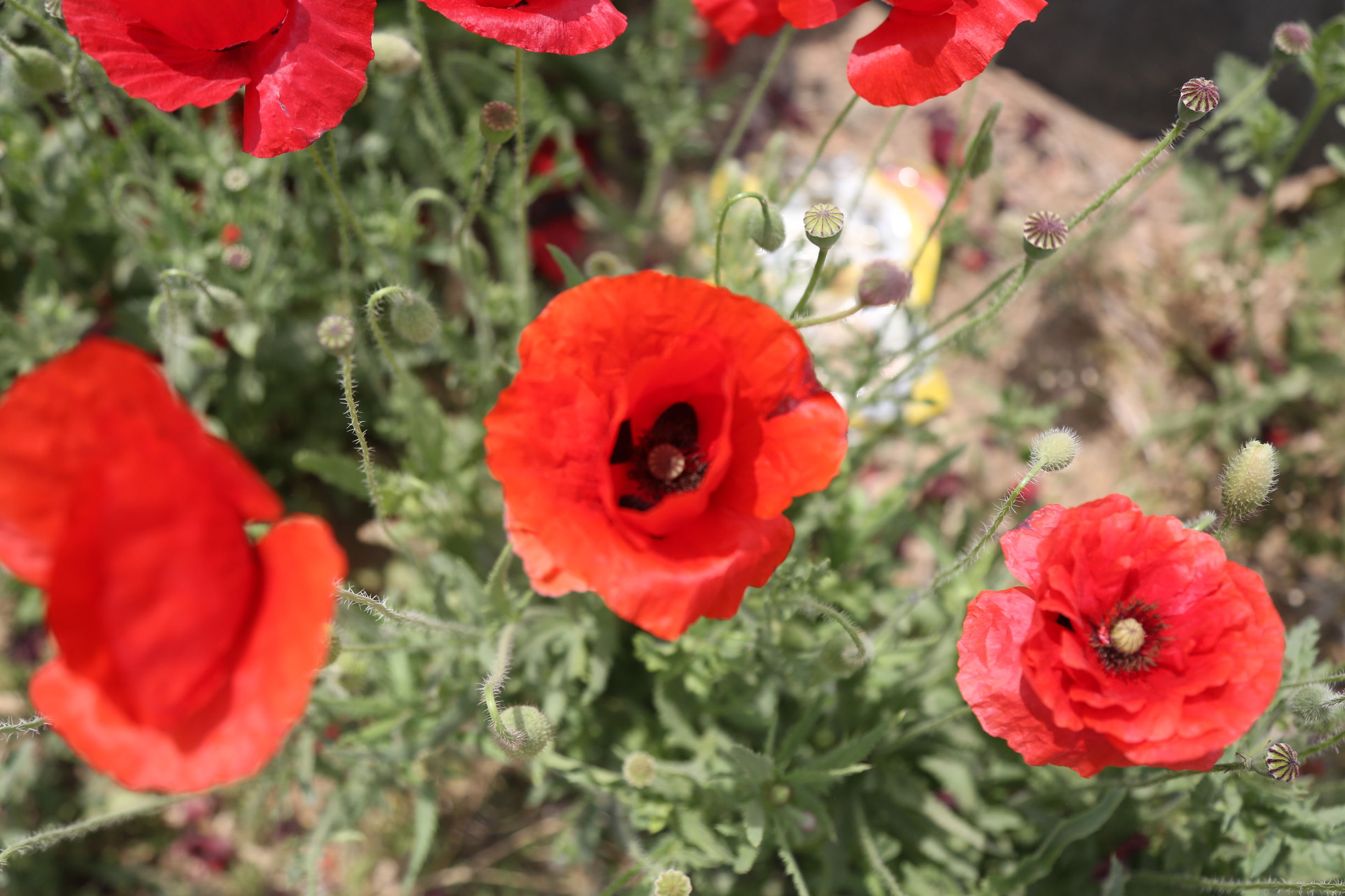 虞美人和罂粟花很像,粟花和虞美人的区别
