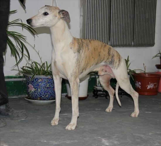 抓兔用什么犬最好,捕兔子什么犬最好