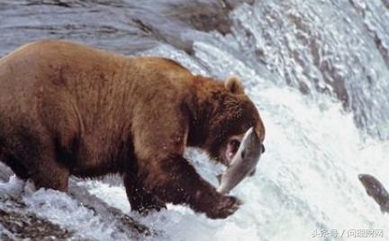 最熊股诞生：连续17个一字跌停板不是退市股胜似退市股