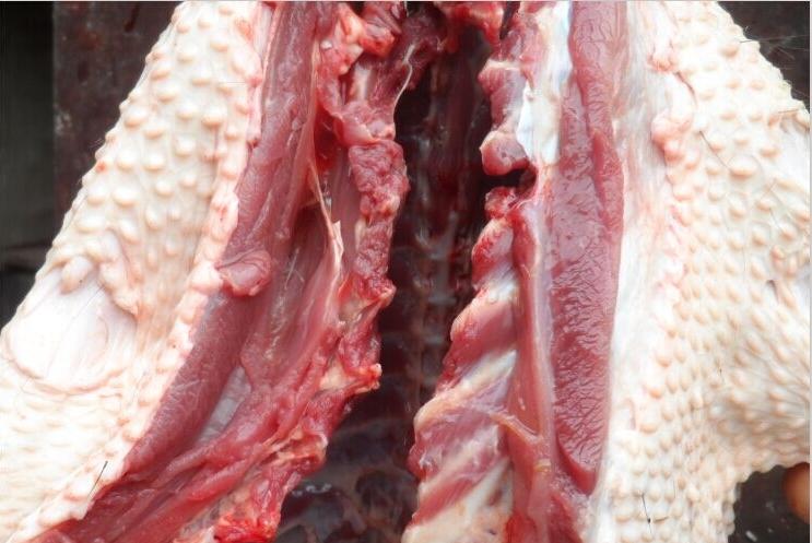 “懒汉”养殖豪猪大有优势,看着都激动!