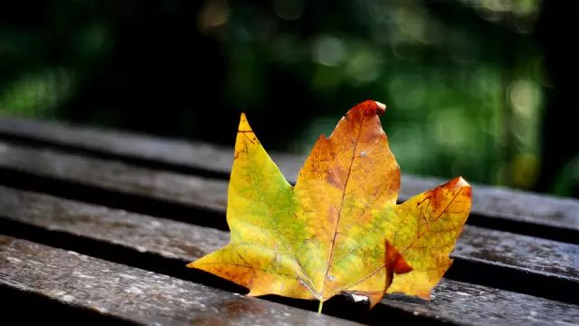 一叶知秋英语,一叶知秋英文怎么写