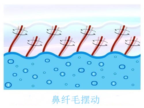 得了鼻炎偏方,得了鼻炎千万不要再乱用药了