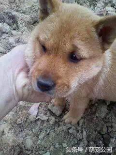 中华田园犬是秋田犬的祖先,中华田园犬日本犬历史