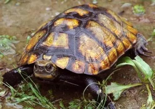 每天认识一种龟大鳄龟,日本石龟饲养方法