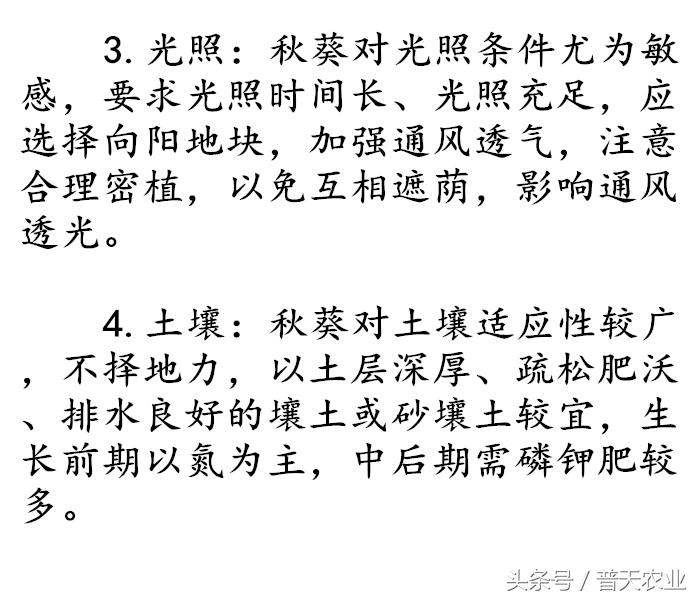 马铃薯疮痂病发生症状,马铃薯疮痂病的发病症状