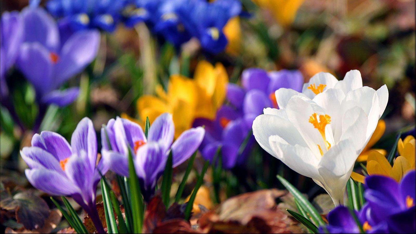 神奇!“花”也能活血调经抗衰老!让女人像花一样美丽!