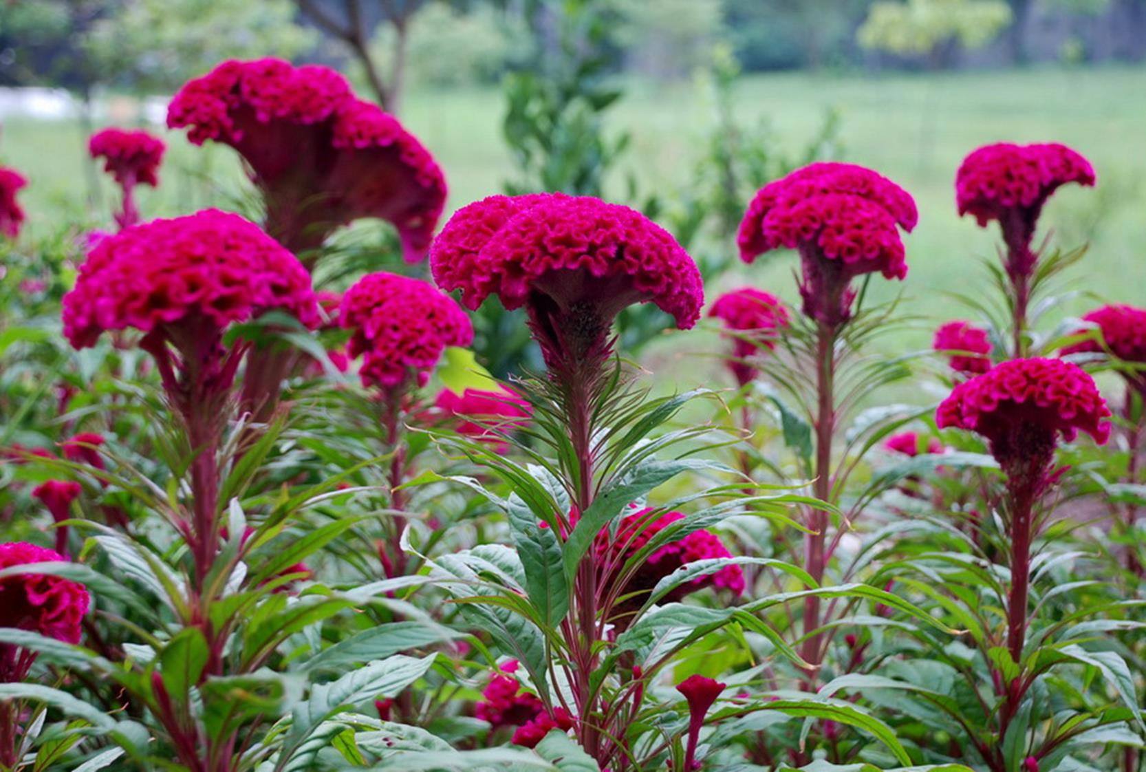 神奇!“花”也能活血调经抗衰老!让女人像花一样美丽!