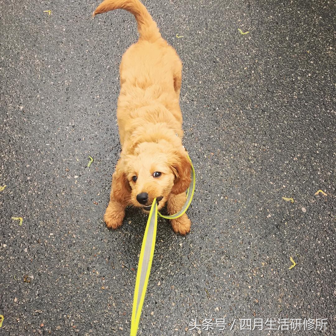 家有毛孩子|老司机说不买齐这些甭养狗