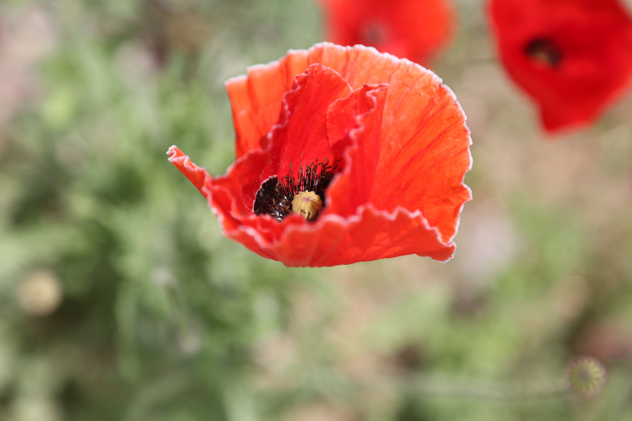 虞美人和罂粟花很像,粟花和虞美人的区别
