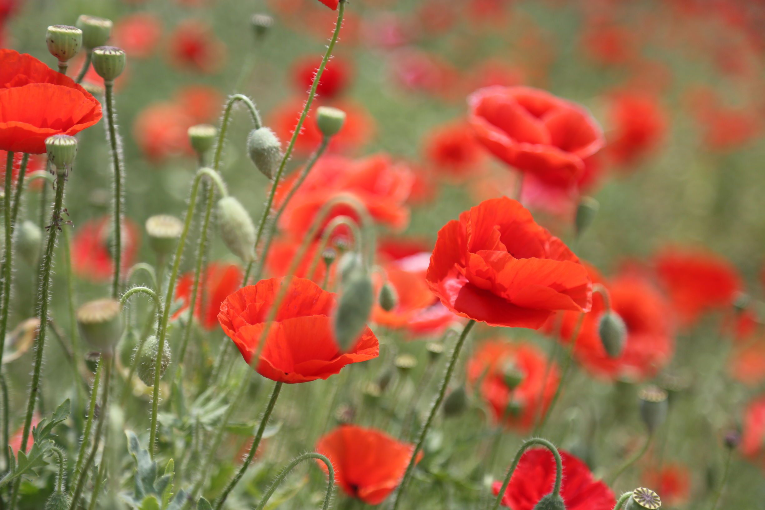虞美人和罂粟花很像,粟花和虞美人的区别