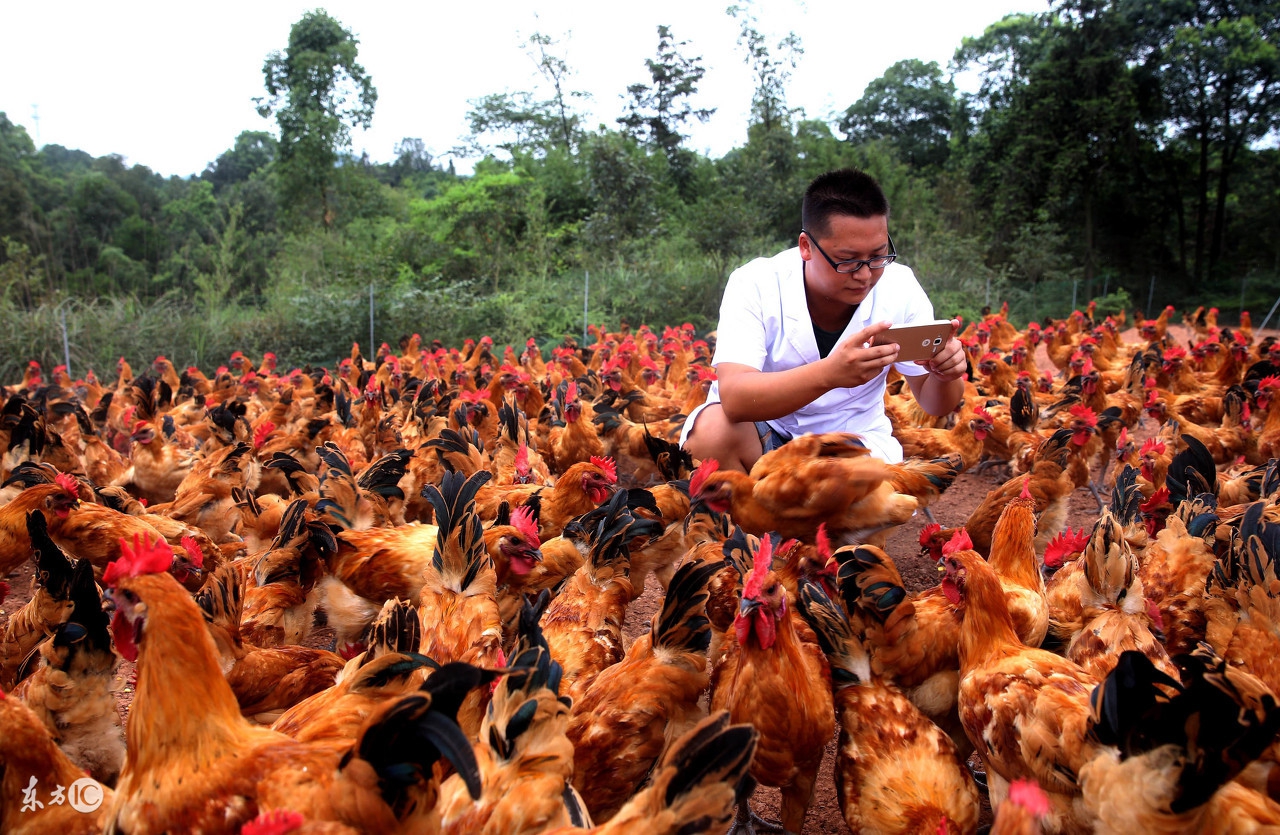 农村小规模养殖什么好卖,农村创业种植好还是养殖好