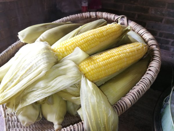 横县茉莉花之乡中华茉莉园,欢迎来到广西横县茉莉花之乡