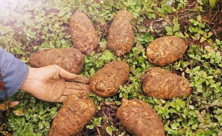 种植天麻业最有前景的产业,一亩大棚天麻种植利润