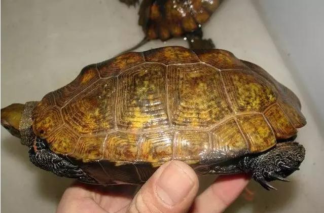 每天认识一种龟大鳄龟,日本石龟饲养方法